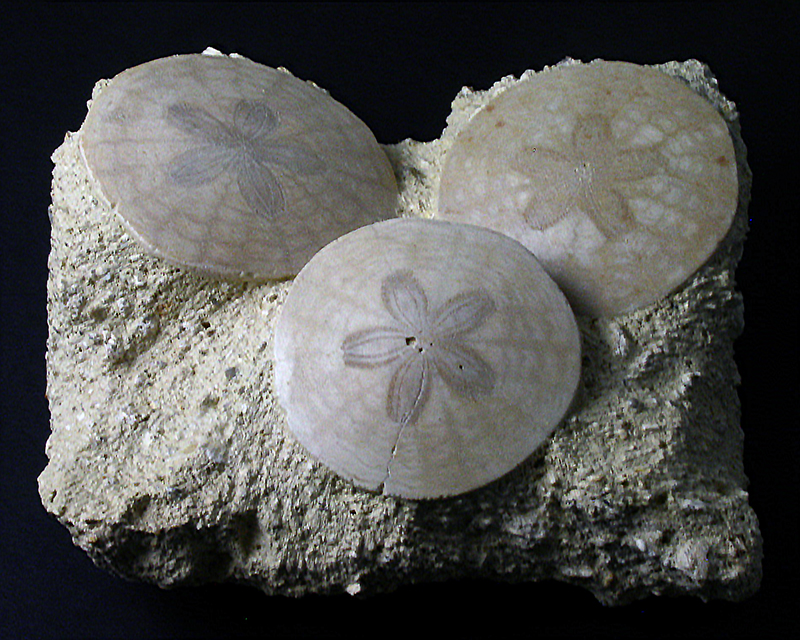Fossil Specimens - Scutella paulensis, Faluns de Touraine, Bordeaux Region, France