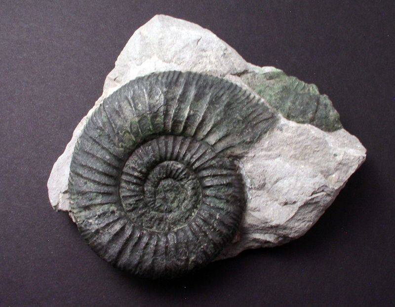 Fossil Specimens - Perisphinctes, Grafenberg, Bavaria, Germany