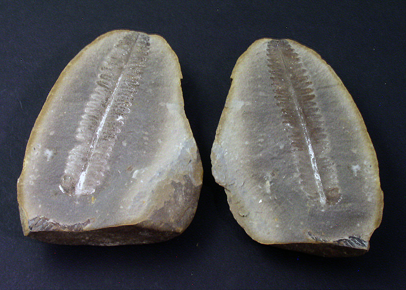 Fossil Specimens - Neuropteris, Mazon Creek, Illinois, USA