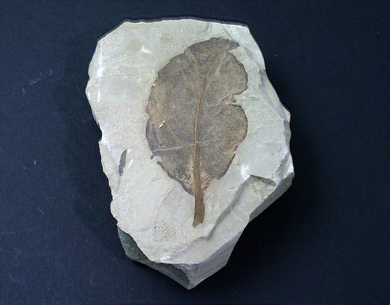 Fossil Specimens -Leguminosites lesquereuxiana, Uintah County, Utah, USA