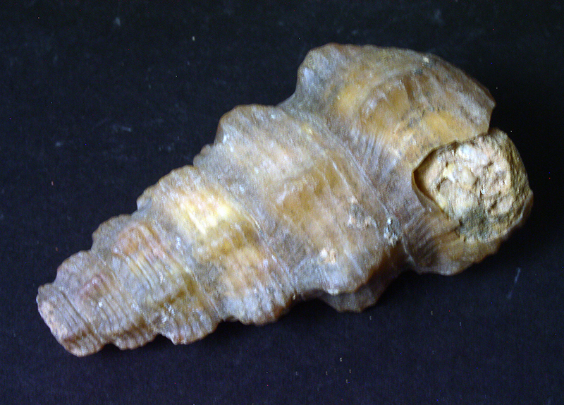 Fossil Specimens - Cerithium sp., Dakhla, Morocco