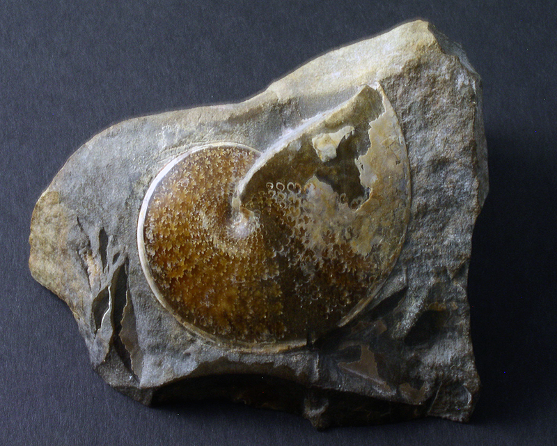 Fossil Specimens - Sphenodiscus, Wibeaux, Montana