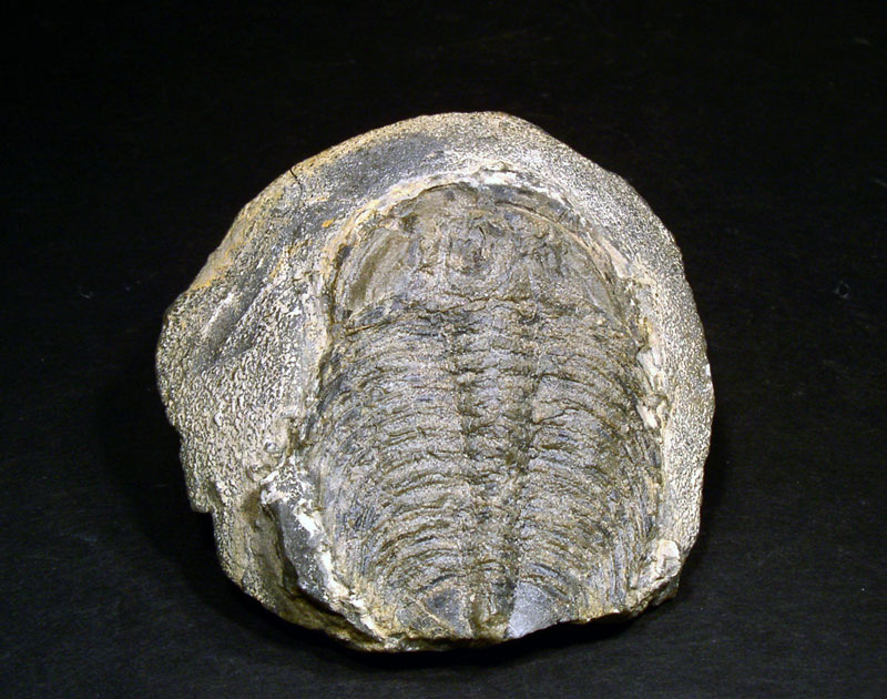 Fossil Specimens - Labiostria westropi, Cranbrook, British Columbia, Canada